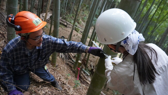 竹の間伐を体験 年2000人訪問「いなぎめぐみの里山」で