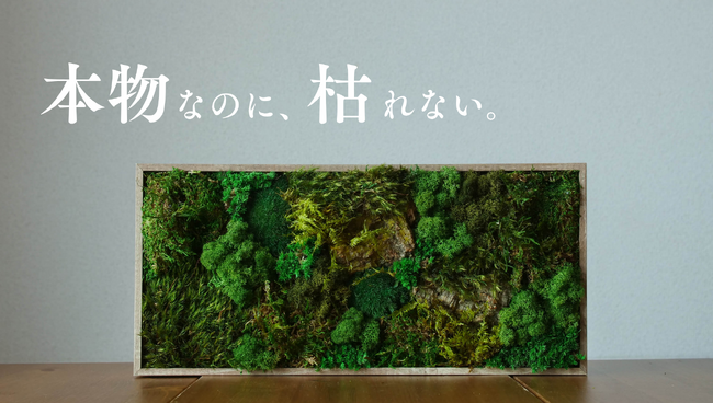 【世界初の苔カスタマイズ機能で“自分だけの緑”をデザイン】枯れない苔のインテリアアート「KOKE」＜公式ECサイトが11月7日(金)オープン＞法人向け導入も開始。