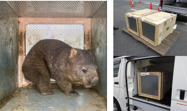 オーストラリアから大阪府池田市立五月山動物園へ ウォンバット2頭の輸送をサポートしました。