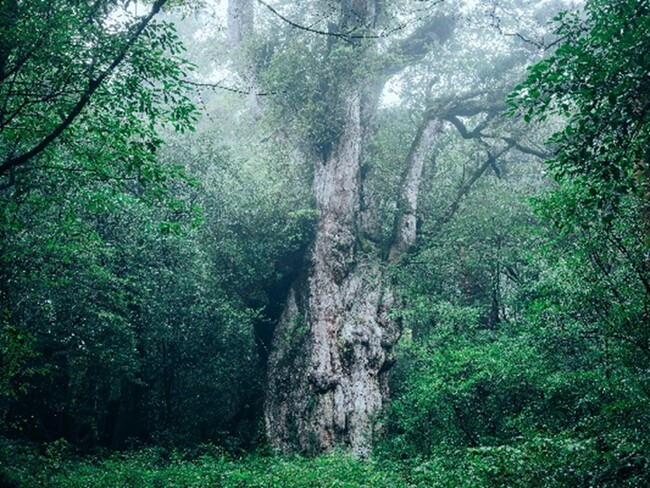 「銀座駅で屋久島と触れ合う11日間」に協力します！