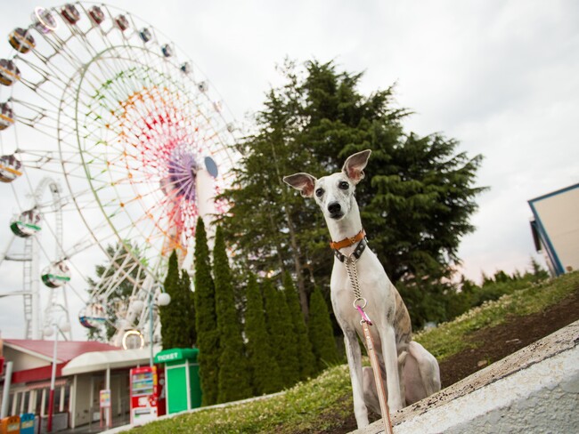 「わんこの森フェスティバル in 富士急ハイランド」11/30(日)開催