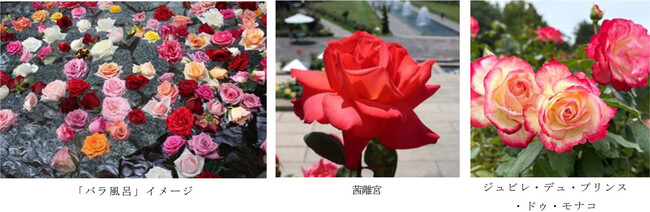 有馬温泉 太閤の湯×須磨離宮公園 コラボ企画 約1,000輪の「バラ風呂」で優雅なひとときを 11月15日（土）限定