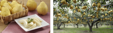 11～12月が旬！西洋なしの出荷量全国第2位の新潟県より
幻の西洋なし“ル レクチエ”が11月20日に出荷解禁