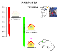 【東京医科大学】脳の記憶中枢「海馬」形成の謎を解明 〜早期に運命決定される神経前駆細胞の発見が、発達障害の理解に新たな道筋〜