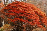 六甲高山植物園 樹齢約100年の大木！ドウダンツツジの紅葉が見頃夜間イベント「ひかりの森～夜の芸術散歩～」も開催中