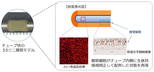 「3Dミニ腸管モデル」作製技術を新たに開発