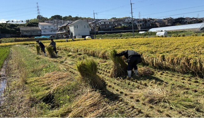 【パーソルエクセルアソシエイツ株式会社】米不足の今、特例子会社が挑む“共生”の稲作