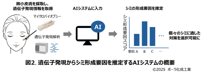 個々のシミの形成要因を独自AIシステムにより推定可能に