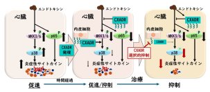 【横浜市立大学】重症敗血症の原因に新たな鍵 治療標的となる分子 コクサッキーアデノウイルス受容体を発見