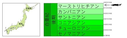 北海道で産出した化石が、東アジア初の発見となる恐竜時代のチョウザメ化石だと判明【城西大学、東京都市大学、山形大学、むかわ町穂別博物館、北九州市立自然史・歴史博物館】
