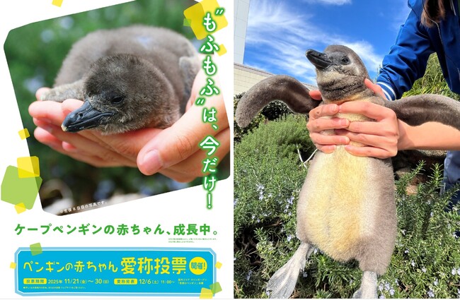 10月14日生まれのケープペンギンの赤ちゃんの愛称投票〈この瞬間を見逃さないで！“今しか見られない”ケープペンギンの赤ちゃんの愛称を投票で決定〉投票期間：11月21日～30日／愛称発表：12月6日