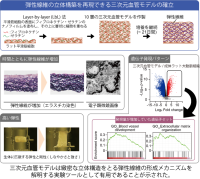 血管のしなやかさを生む「弾性線維」の立体構築に成功 ~三次元血管モデルを確立~