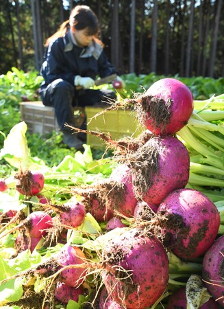 【飛騨高山・岐阜県高山市】飛騨の冬を彩る伝統野菜「赤カブ」収穫最盛期 | 12月下旬には「赤かぶ漬け」として店頭へ
