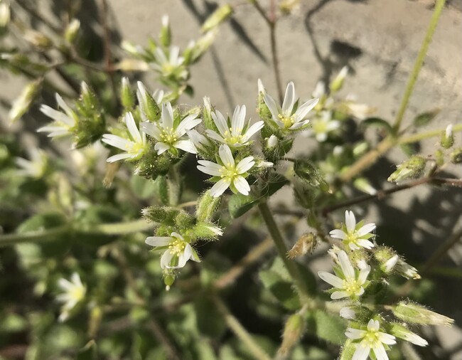 日めくりカレンダーに、あなたの“花の写真”を載せてみませんか？　東京都美術館にて花の写真を募集中！