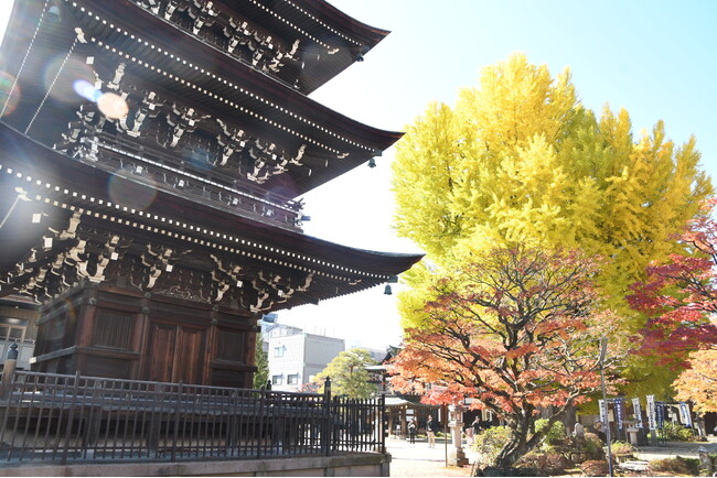 【飛騨高山・岐阜県高山市】樹齢推定1200年の大イチョウが黄金色に輝く | 飛騨国分寺の黄葉が見ごろ
