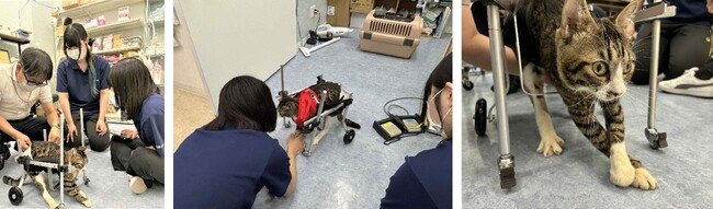 【広島国際大学】義肢装具学ぶ学生が動物のＱＯＬ向上へ研究会
