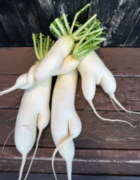 (三崎観光)規格外のやさいを使用した『大根梅ゆずピクルス』新発売!