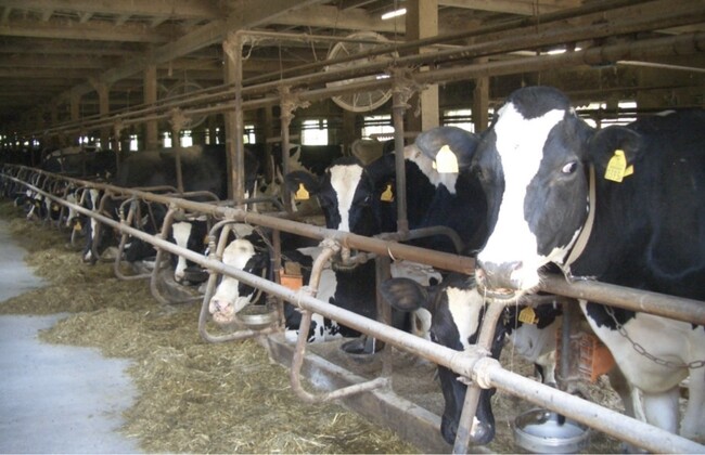 【豊橋市】耕畜連携による粗飼料自給率100％で低コスト酪農を！長野県南牧村の取り組みを学ぶ農業研修会を開催