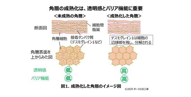 細胞間脂質の主要構成成分である脂肪酸が透明感とバリアに重要な角層構造の発達に関わることを発見