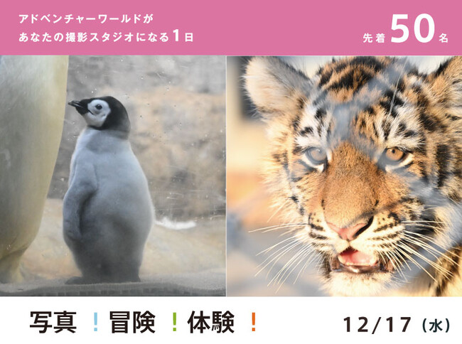 『写真！冒険！体験！アドベンチャーワールド』プロジェクト「休園日のパークが、あなたの撮影スタジオになる１日！動物の赤ちゃんとの出会い編」を開催