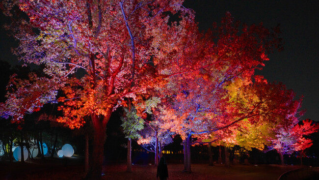 「チームラボ ボタニカルガーデン 大阪」、紅葉が見頃を迎え秋の景色に。《呼応する木々 - フウ》は紅葉に合わせた色で光輝き、《ラクウショウ並木》の木々は秋の色に。