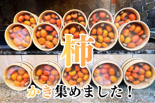 【いい風呂の日企画】かき集めた柿で「柿風呂2025」開催!