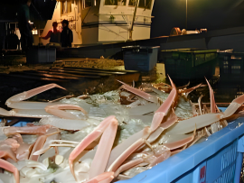 漁港で選別される隠岐松葉ガニ。高い鮮度のまま流通される。 漁港で選別される隠岐松葉ガニ。高い鮮度のまま流通される。