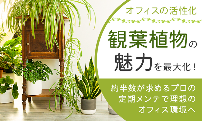 【オフィスの活性化】観葉植物の魅力を最大化！約半数が求めるプロの定期メンテで理想のオフィス環境へ