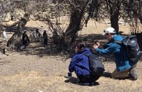 【すみだ水族館】マゼランペンギンの繁殖地アルゼンチンへ飼育スタッフが渡航
野生ペンギンの行動調査を実施