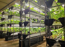 わさびに特化した屋内栽培システム1 わさびに特化した屋内栽培システム1