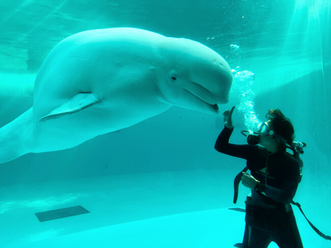 【横浜・八景島シーパラダイス】今しか見ることができない期間限定のパフォーマンスを開催！『シロイルカの水中パフォーマンス』【２０２５年１２月１日（月）～２０２６年３月３１日（火）】