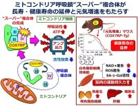 【埼玉医科大学】ミトコンドリアの呼吸出力を上げる