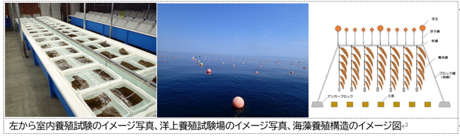 ENEOS 大規模ブルーカーボン創出に向けた調査および養殖試験の開始について
