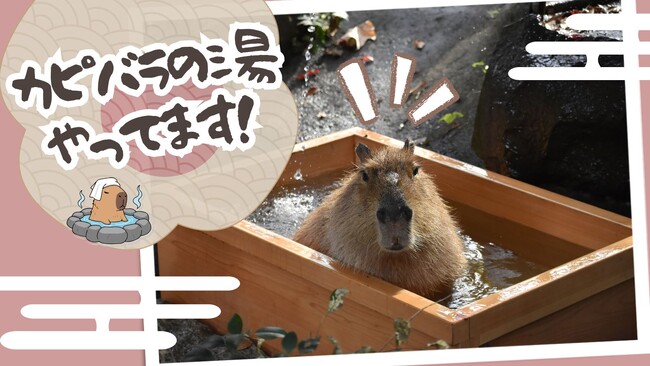 群馬サファリパーク　冬の人気イベント「カピバラの湯」開催中