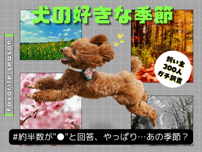 【飼い主300人に調査】犬の好きな季節、約半数が●を選択!愛犬のウキウキエピソードに共感の嵐!