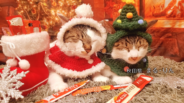 いなばペットフード　全国の猫ちゃんが登場！「ちゅ～る」クリスマスTVCM動画を公開