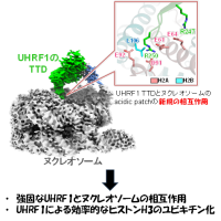 【横浜市立大学】UHRF1によるヌクレオソーム認識とヒストンH3ユビキチン化の構造基盤を解明