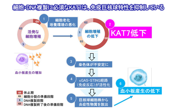 鍵は“老化で減るKAT7”?-iPS細胞由来血小板産生低下のメカニズムを解明-
