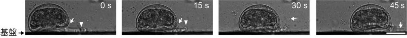 多くの''仮足''を巧みに使う有殻アメーバの動き方を解明 ～単細胞生物とは思えない精密な運動の仕組み～