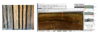 木造建築の退色・ひび割れに効果的な手法を、工学院大学が12月9日から東京ビッグサイトで紹介