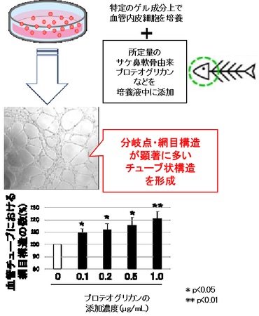 神戸学院大学×一丸ファルコス株式会社 血管新生を促進するプロテオグリカン材料が、日本で特許権を取得しました