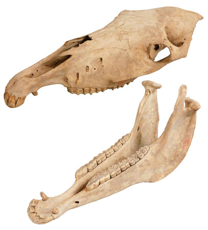 新春ミニ展示「午年展」～ウマにちなんだいろいろな標本～を開催します