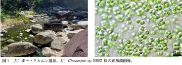 【名城大学】タイの温泉に生きるシアノバクテリアから新しい天然サンスクリーンを発見