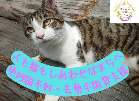 【長野県東御市】野良猫を救いたい！「ふるさとチョイス」でガバメントクラウドファンディングを開始