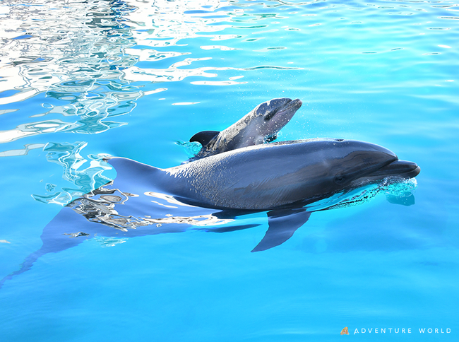 閉園した「みさき公園」から受け継いだいのち バンドウイルカがアドベンチャーワールドで再び出産