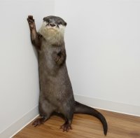 あなたの街でカワウソさんを育ててみませんか？カワウソと共に地域活性化プロジェクト