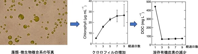 カツオ主体の水産加工廃水を希釈・前処理なしで「藻類-微生物共生培地」に転換