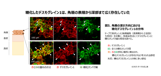 角層の細胞間接着構造が生体内で糖化されていることを初めて実証