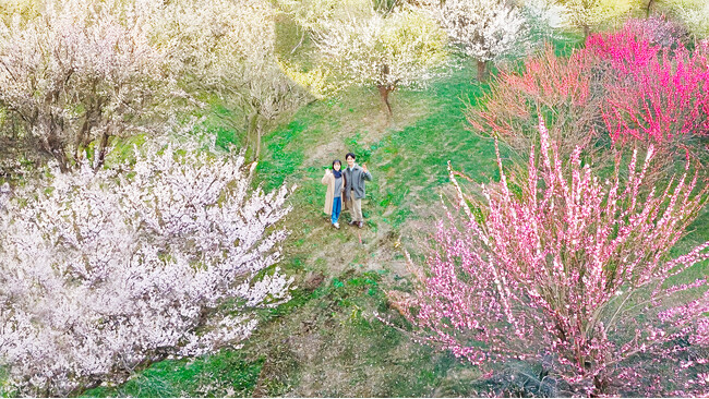 【限定6組】夜はライトアップ、朝はドローン空撮。日本三名園「偕楽園」で二つの絶景を独占する、「水戸の梅まつり特別宿泊プラン」を販売開始