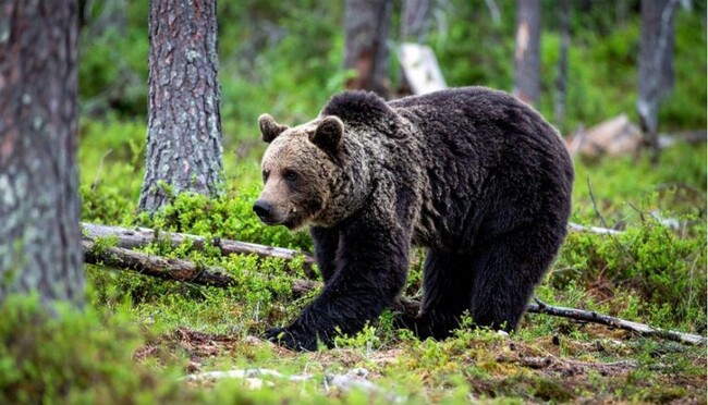 街に降りてくるクマが急増！？クマ被害に対する意識の大調査【1000人アンケート】